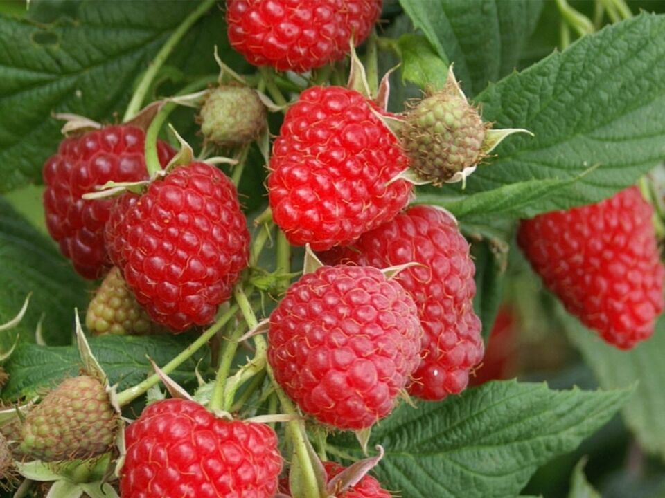 Cétones de framboise dans Dietoll